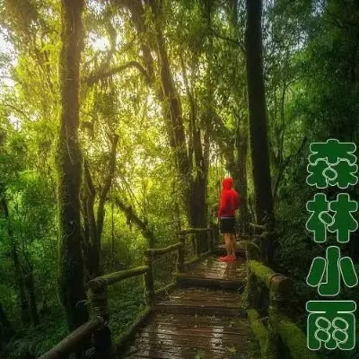 森林小雨