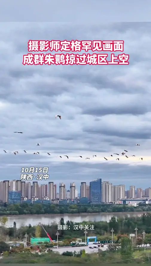 难得一见！摄影师抓拍到成群朱鹮掠过城区上空画面