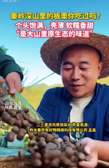 秦岭深山里的板栗你吃过吗？个头饱满，壳薄，口味软糯香甜