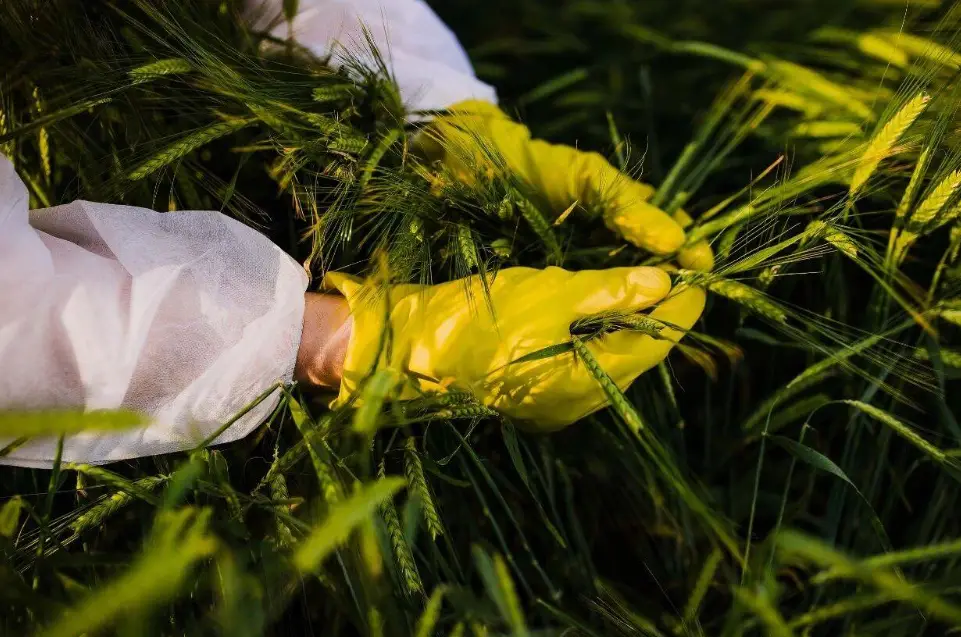 斩断田间窃密黑手！间谍在我国搜集农作物基因数据