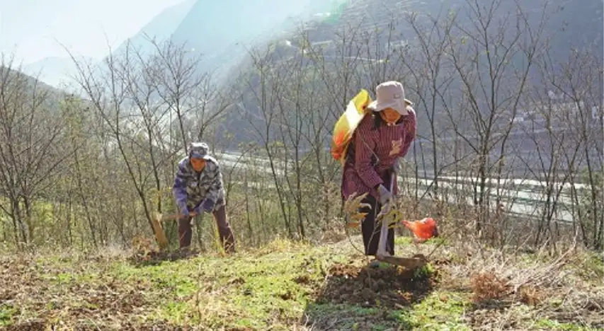 商洛法院：为森林“呼吸”定价的司法实践