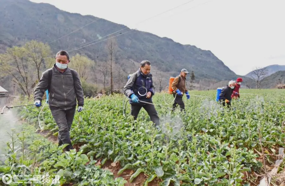 宁强农技中心把脉问诊统防统治护航春耕生产