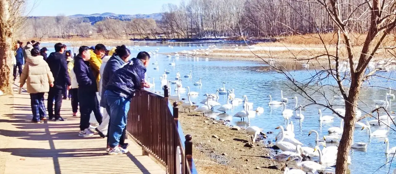 朝阳北票 天鹅湾“圈粉”，外地游客争相赏春打卡
