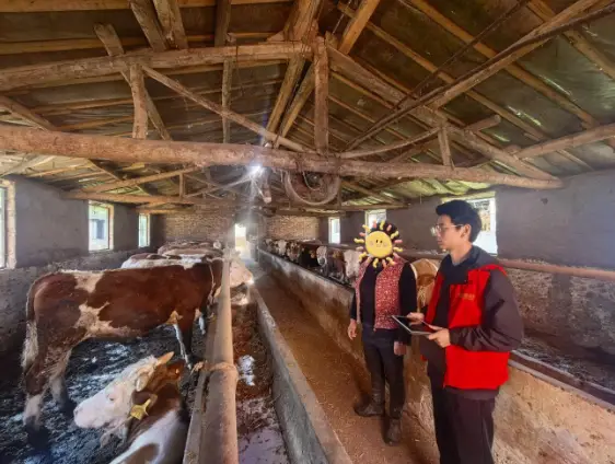 金融活水精准滴灌至乡村产业一线，洋县联社助力养殖户“牛”转乾坤