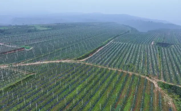 千年果乡谱新篇 产业融合正当时 ——礼泉县推进果业高质量发展纪实