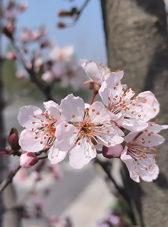 早春限定浪漫上线！高新红叶李盛放 邂逅一城温柔春光