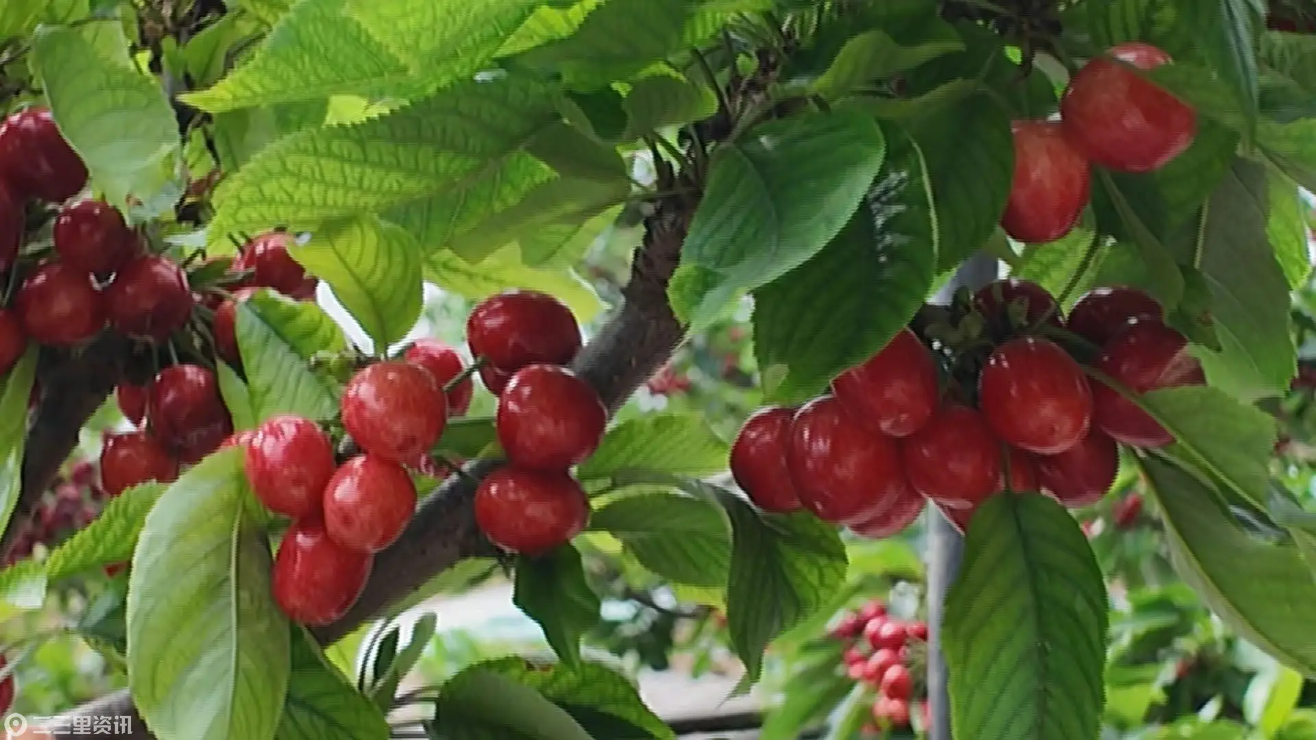 耀州区：大棚樱桃果香四溢 科技栽培助农增收
