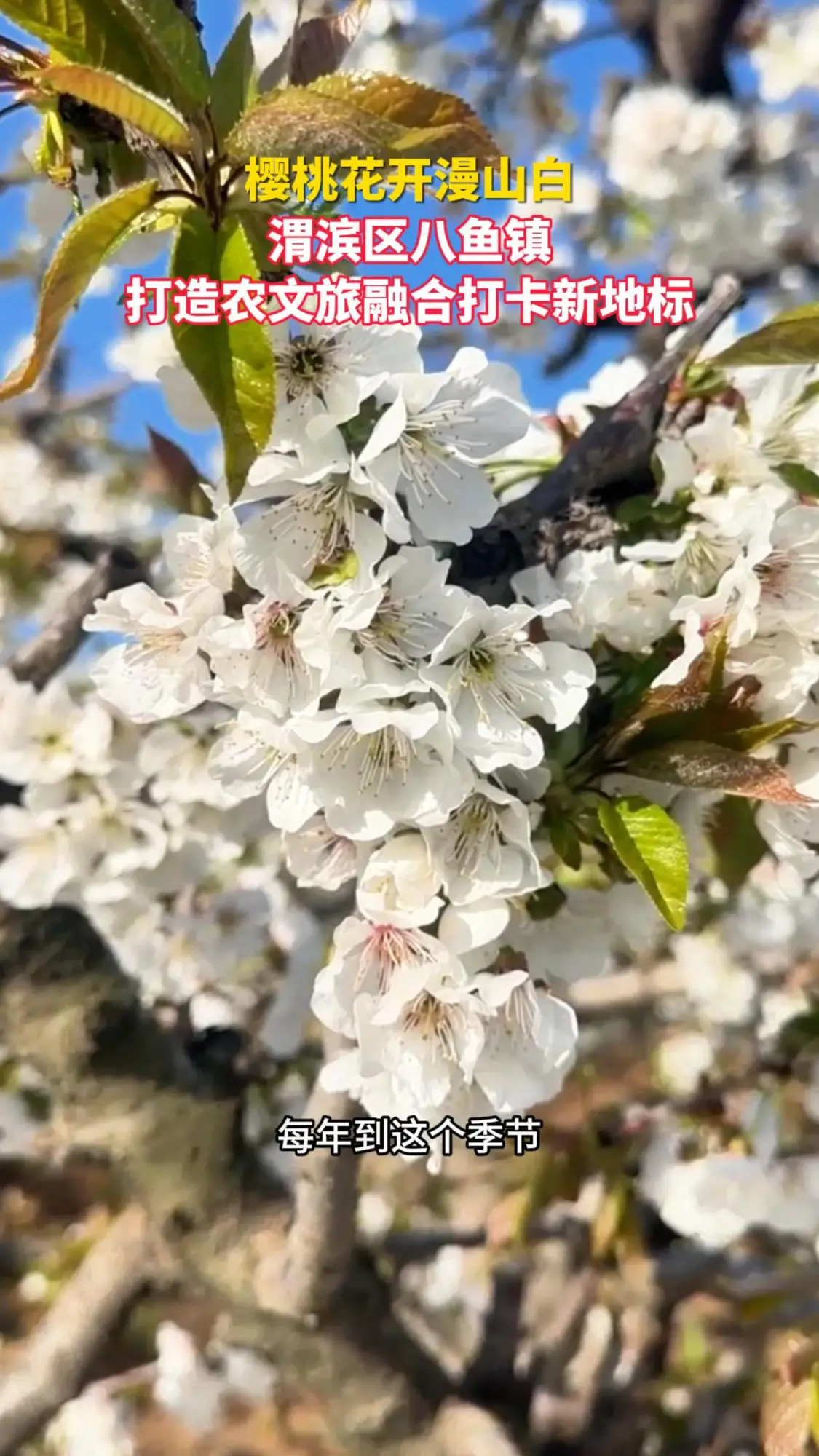樱桃花开漫山白！渭滨区八鱼镇打造农文旅融合打卡新地标