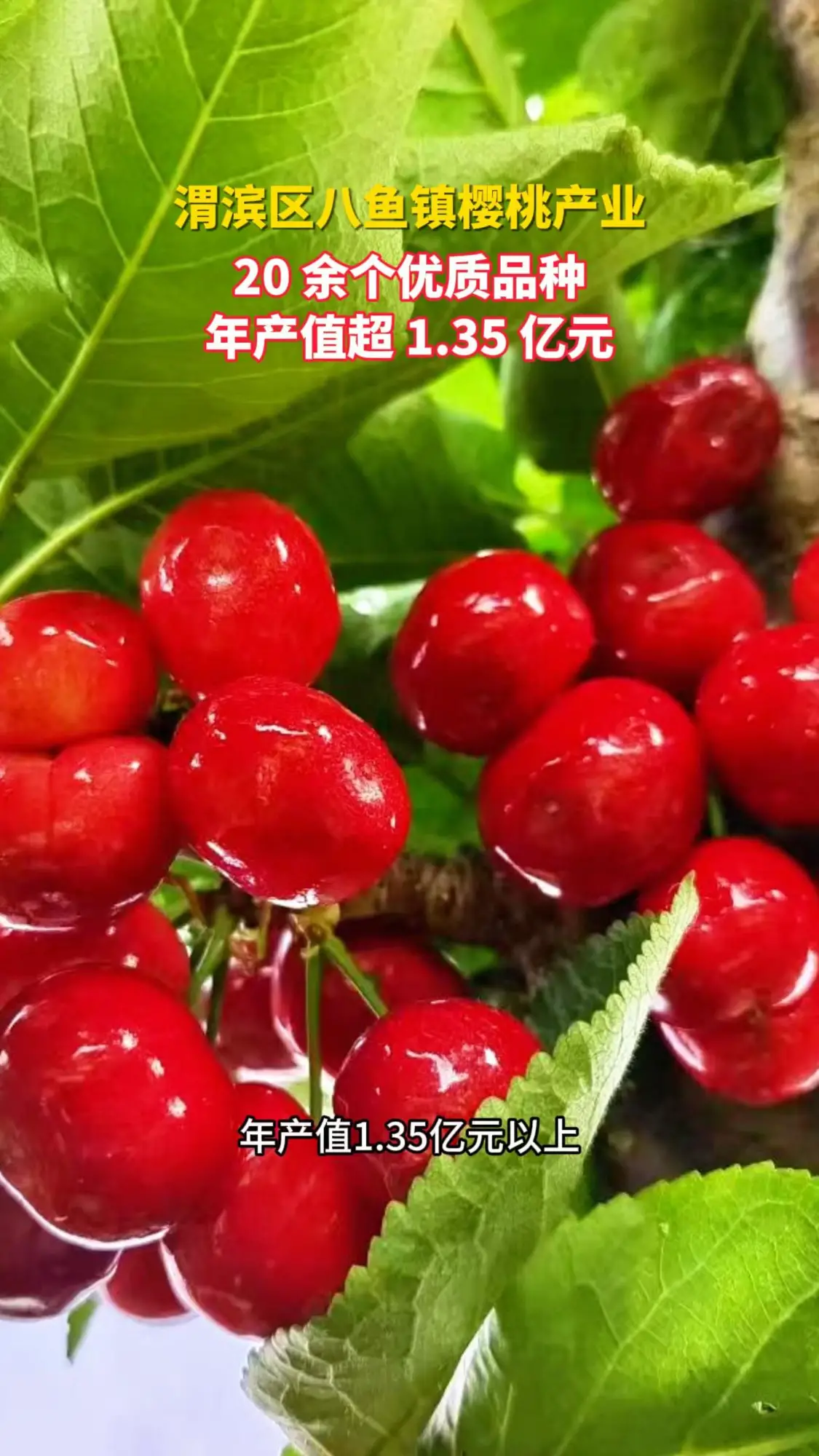 渭滨区八鱼镇樱桃产业 20余个优质品种年产值超1.35亿元