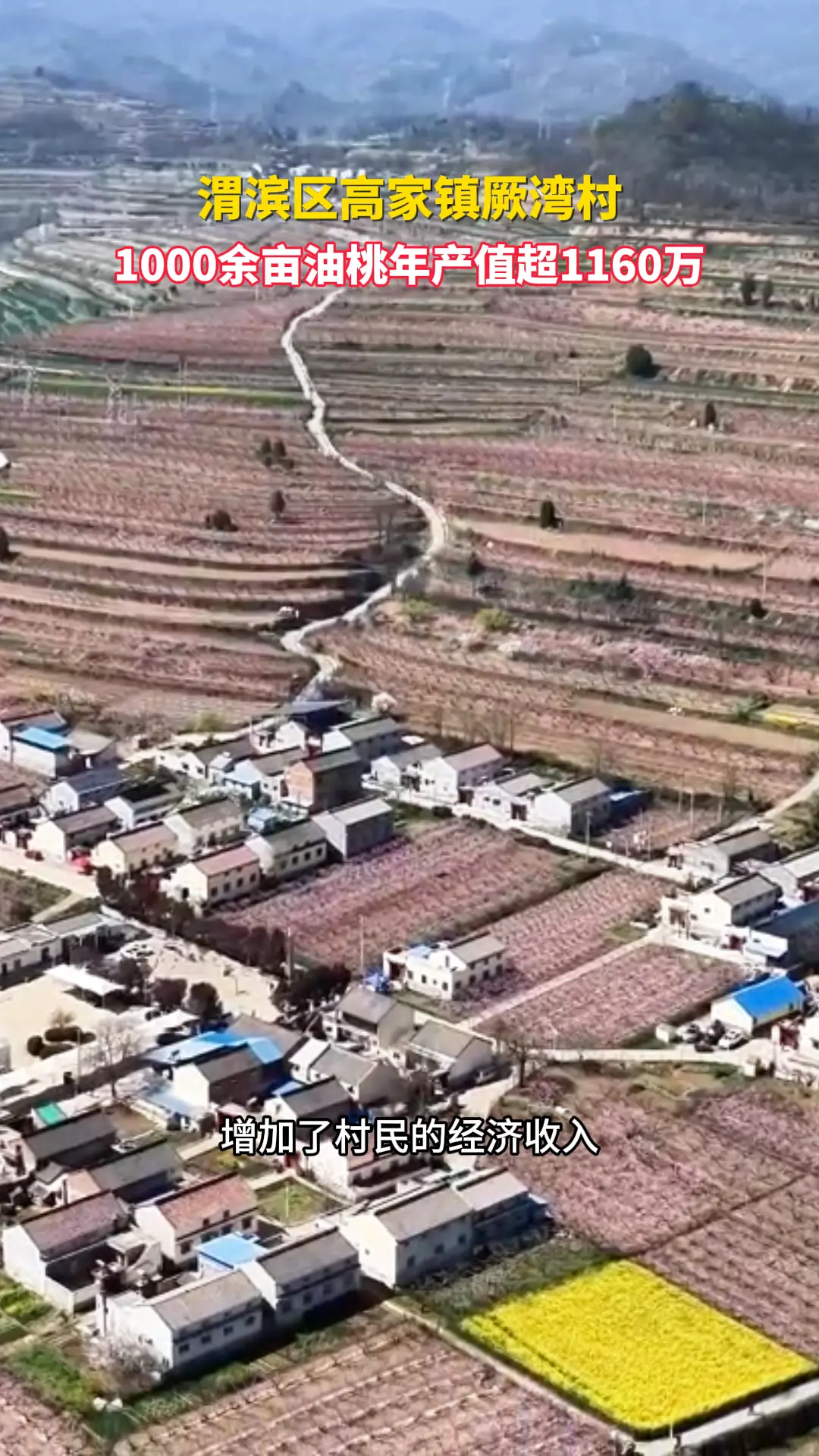 渭滨区高家镇厥湾村1000余亩油桃年产值超1160万