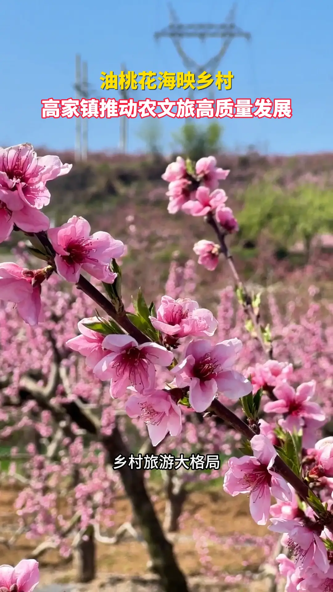 油桃花海映乡村！高家镇推动农文旅高质量发展