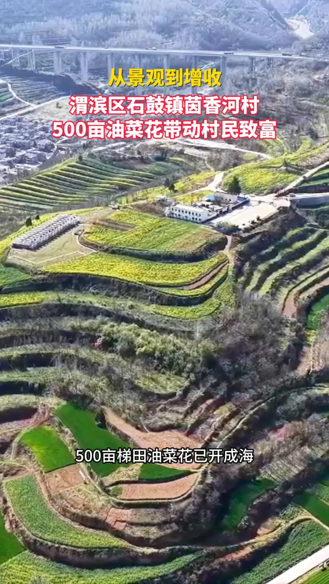从景观到增收！渭滨区石鼓镇茵香河村500亩油菜花带动村民致富