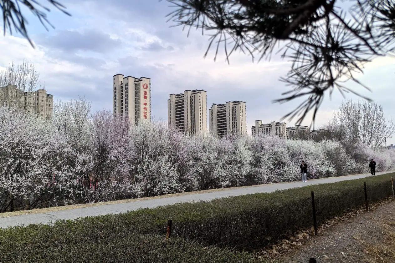春暖花开游清明 朝阳市区有处百米“花帐” 假期不妨去打卡