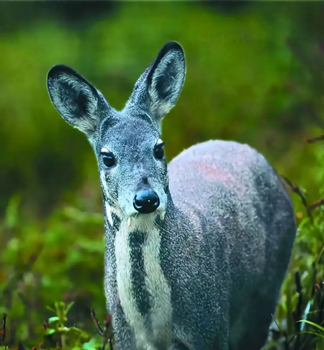 webwxgetmsgimg (13) webwxgetmsgimg (13).jpg