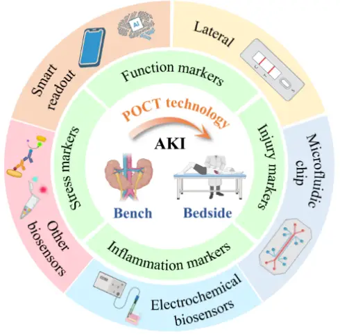陕中附院联合西安交大BEBC团队合作的急性肾损伤综述论文发表于分析化学领域顶刊《TrAC》