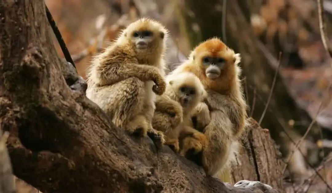 webwxgetmsgimg (10) webwxgetmsgimg (10).jpg