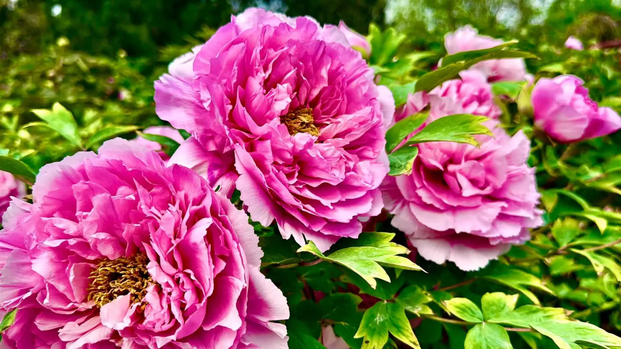 唯有牡丹真国色，鄠邑区阿姑泉牡丹苑迎来牡丹盛花期