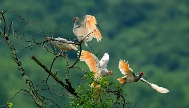 webwxgetmsgimg (9) webwxgetmsgimg (9).jpg