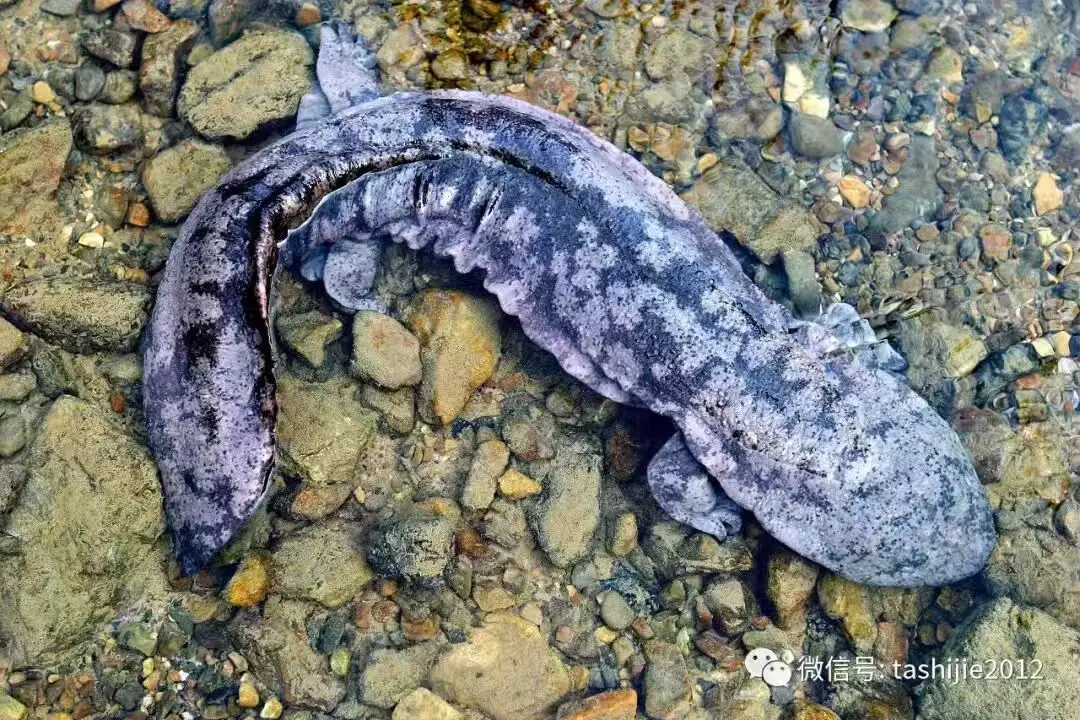 webwxgetmsgimg (16) webwxgetmsgimg (16).jpg