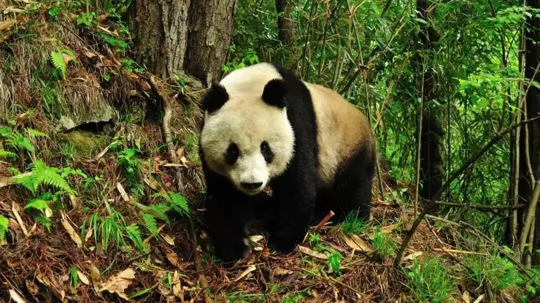 探秘秦岭珍稀生灵：不止有“四宝”，个个都是国宝级