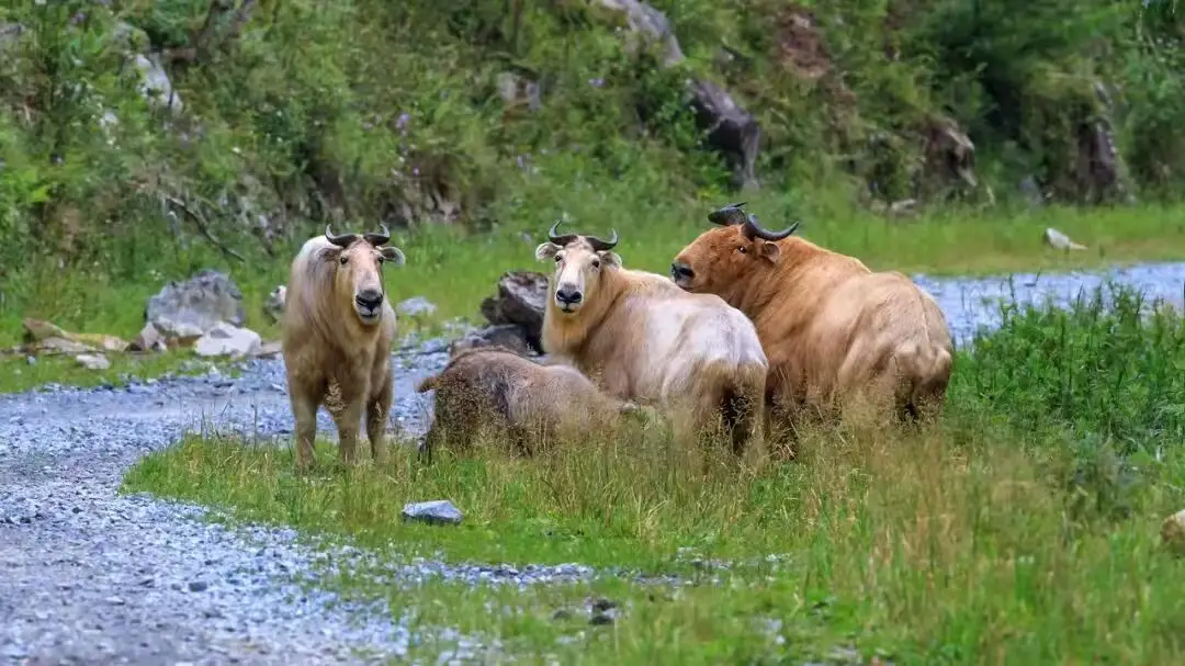 webwxgetmsgimg (12) webwxgetmsgimg (12).jpg