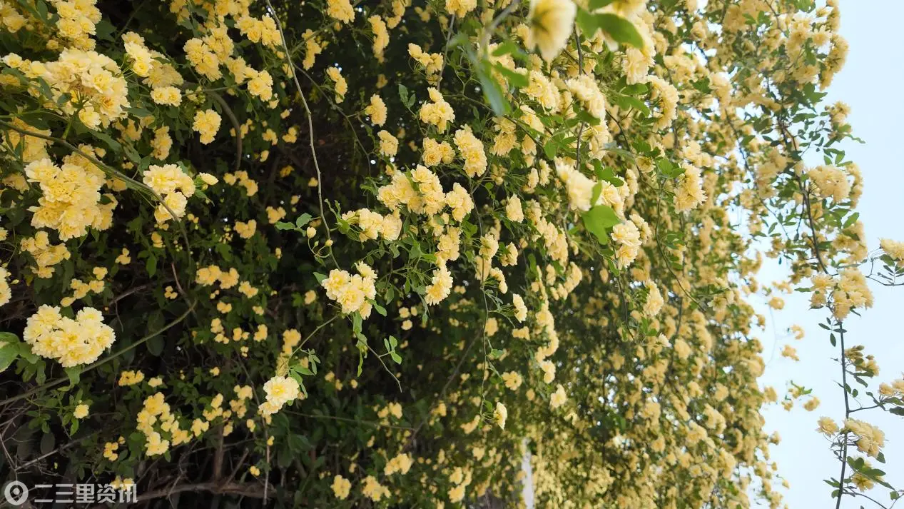 DJI_20260415114320_0007_D