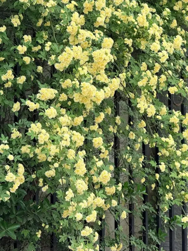 a395cf91-0437-4888-9972-768ae2fada42