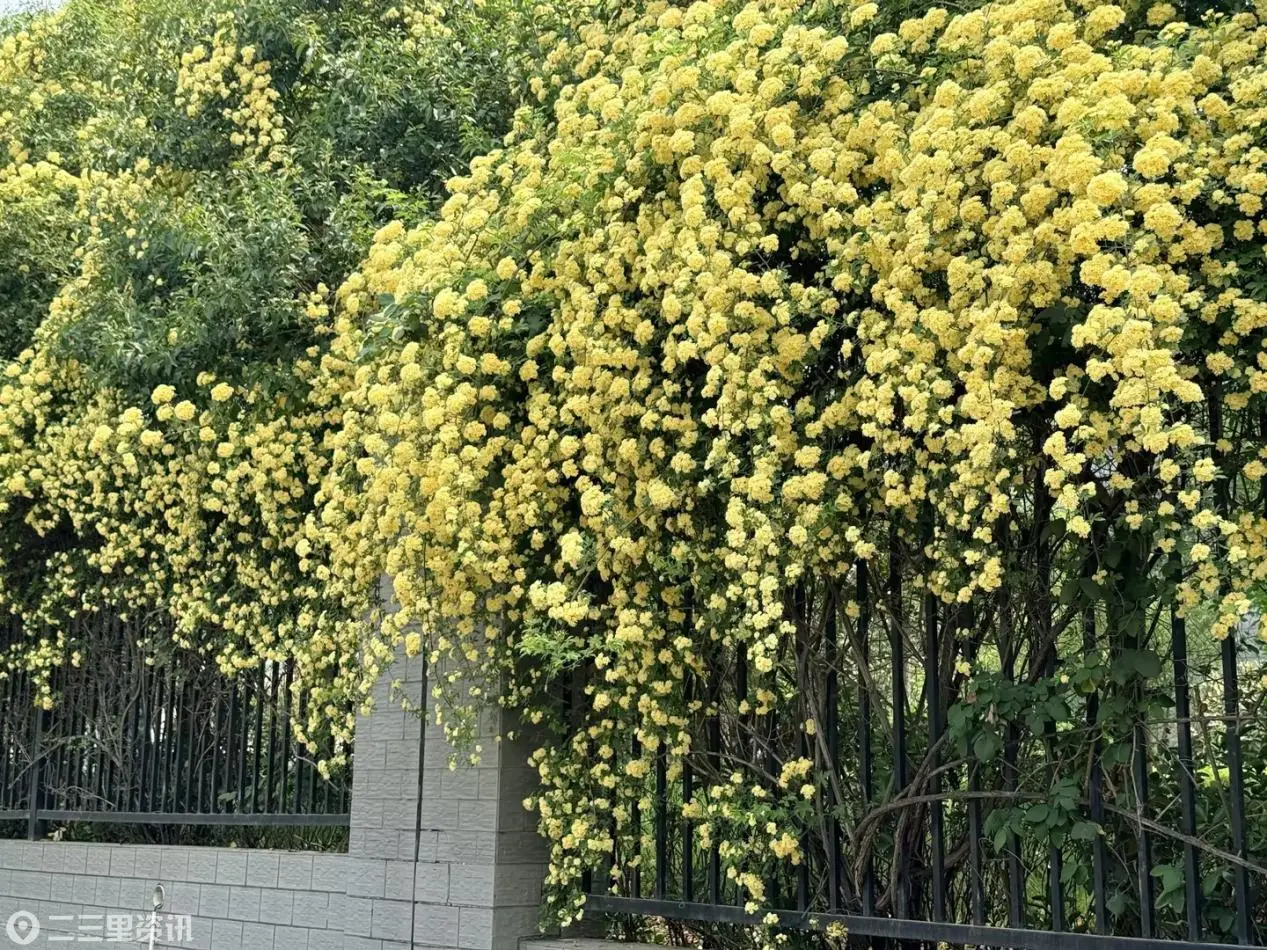 4月出片顶流！  高新三期这片“木香花瀑布”美爆了！