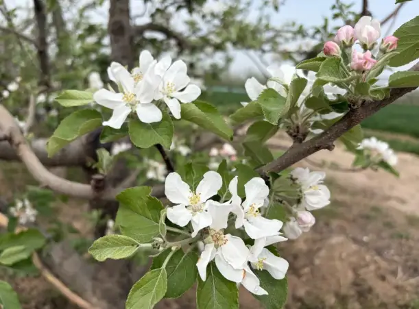 礼泉老树焕新生 苹果产业升级进行时