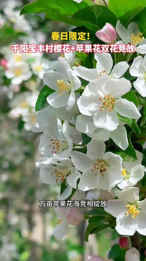 春日限定！千阳宝丰村樱花+苹果花双花竞放