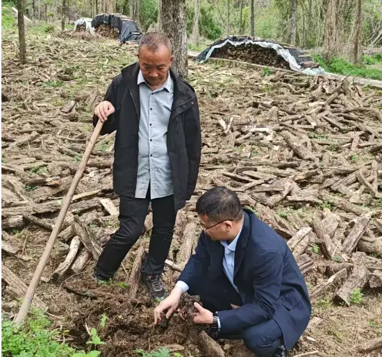 脚下有泥土 心中有群众——留坝联社张佳的“猪苓地头”调研行