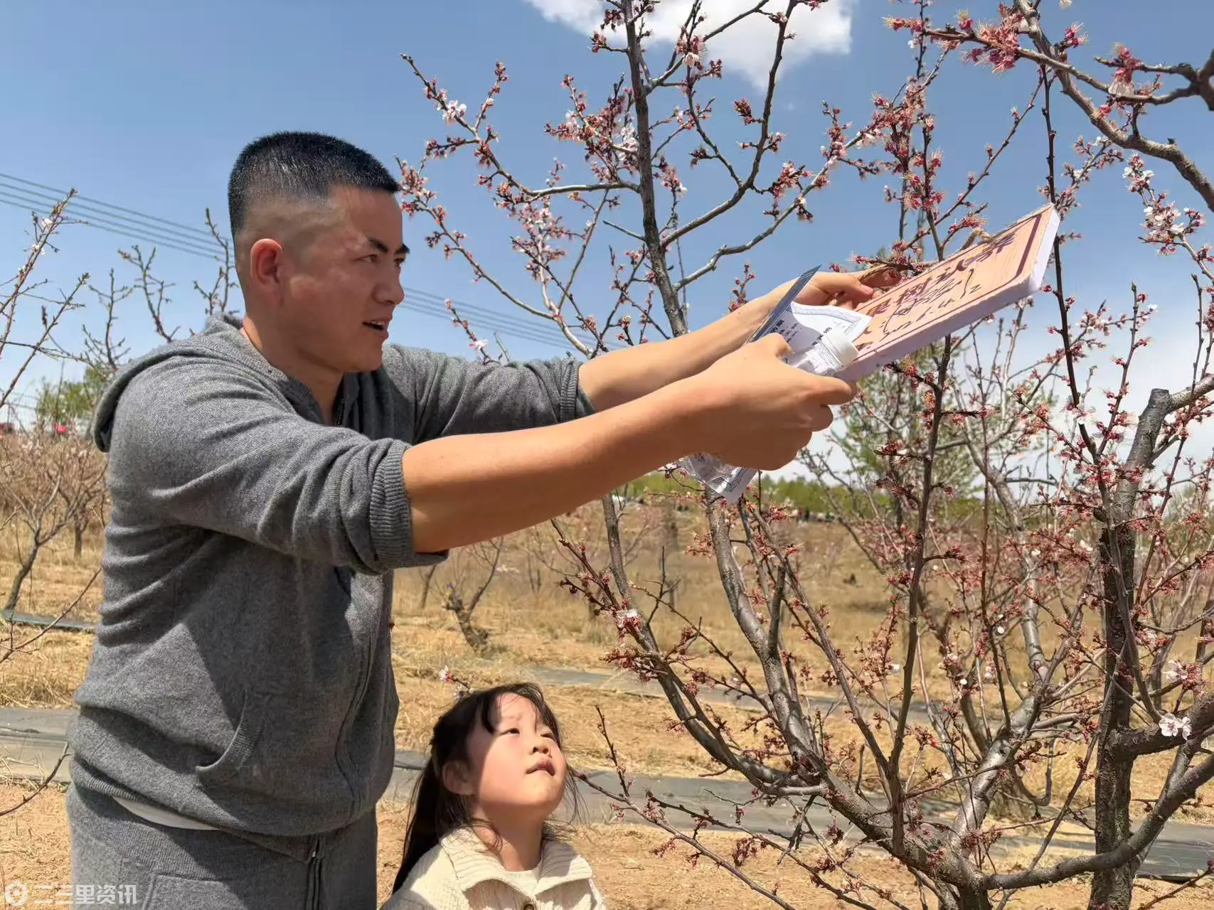 靖边县席麻湾镇:“杏”好遇见你 认养助振兴