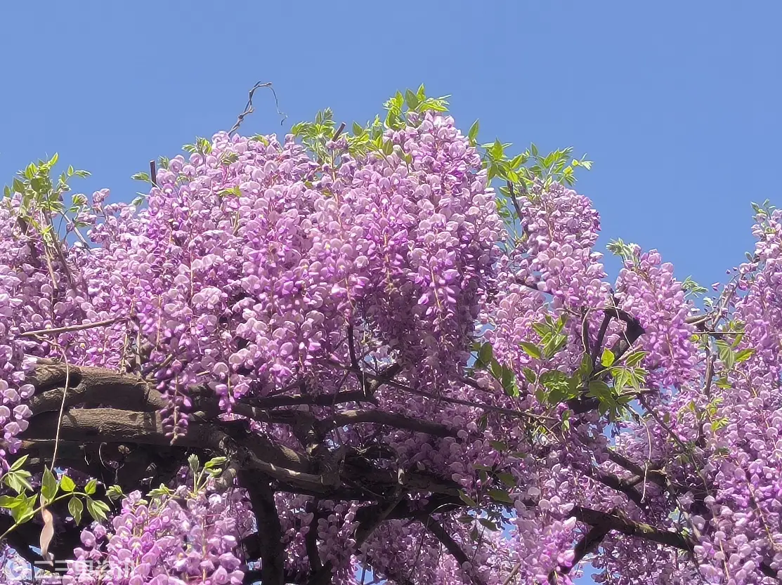 高新紫藤花开 坠入紫色浪漫