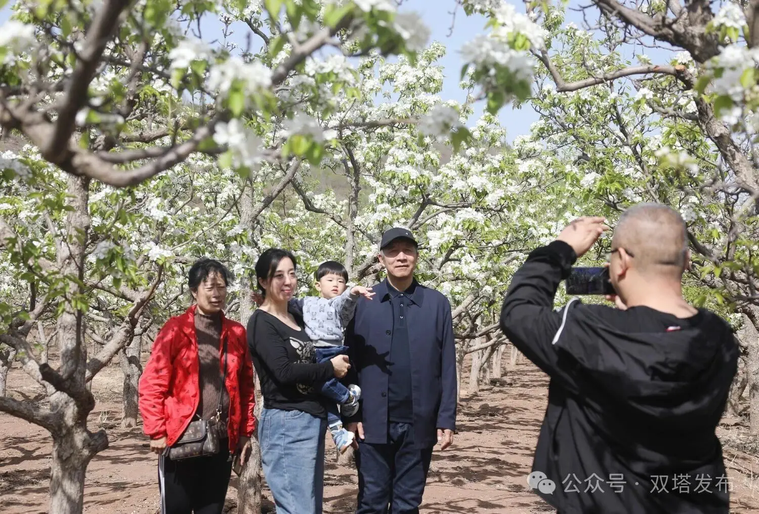 从“梨花节”到“致富歌”——双塔区长宝营子乡骆驼山子村乡村振兴一线见闻