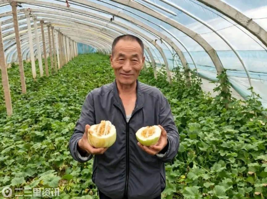 甜瓜飘香产业旺 集体经济助振兴——陕西彬州市永乐镇红岩河村深耕特色瓜果产业绘就和美乡村新画卷