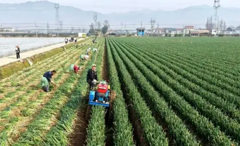 增长4.2%！汉台特色农业跑出乡村振兴“加速度”