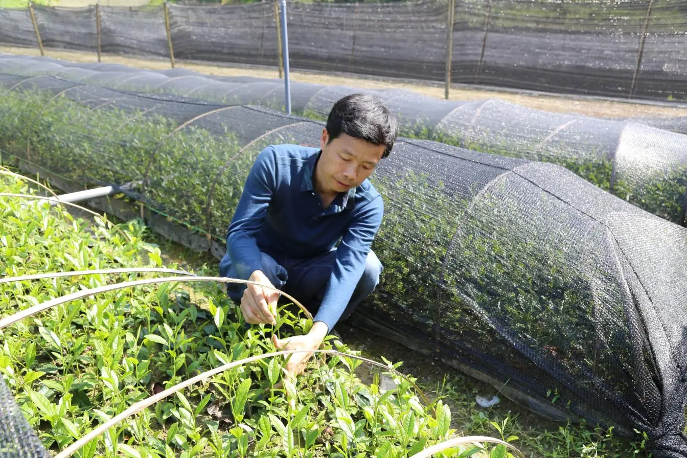 从“一枝独秀”到“满园春色” ——基层农技员王衍成的三十载育种路