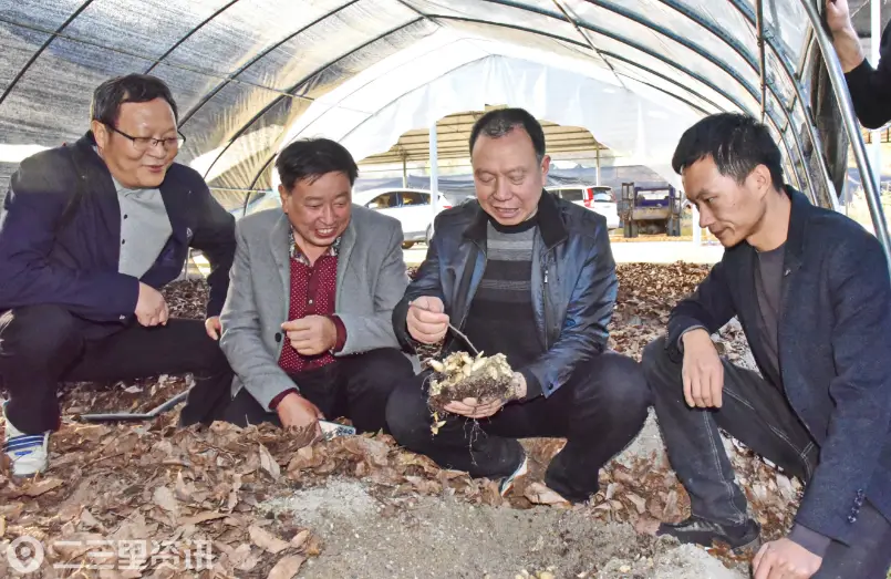 宁强真菌研究所研发优质菌种撑起天麻富民大产业