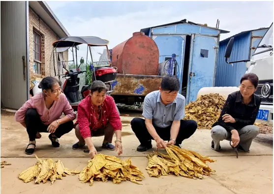 陕西彬州市：技术员入户指导烟农专业化分级