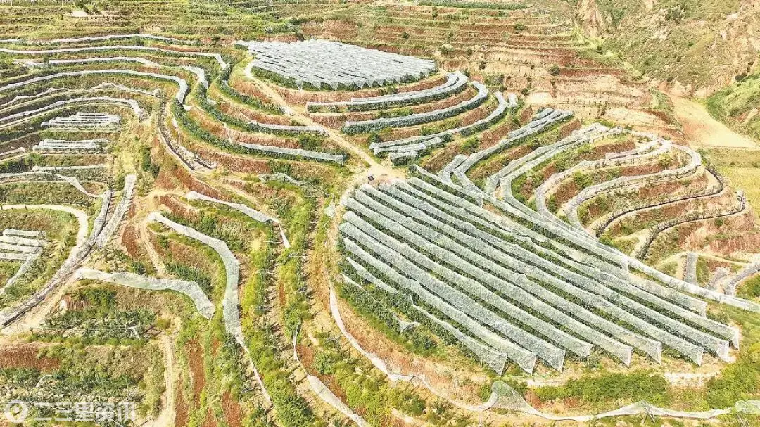 一颗青梨串起富民产业链——吴堡县以特色优势产业赋能乡村全面振兴