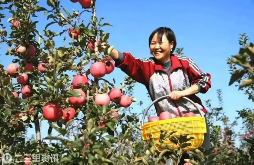 长武苹果藏着黄土塬一整年的甜