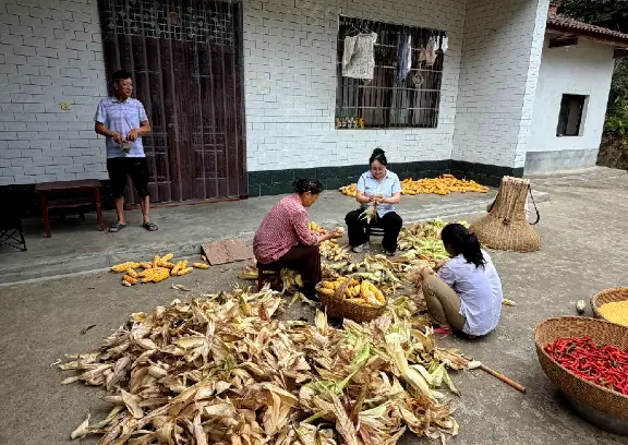 金秋助农绘“丰”景——勉县农商银行全链服务护航“金秋丰收”生产纪实