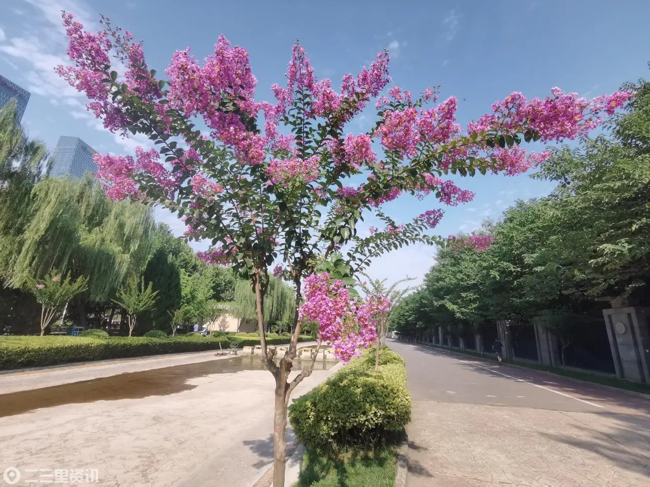 皂河公园-紫薇-8月 (3)(1)