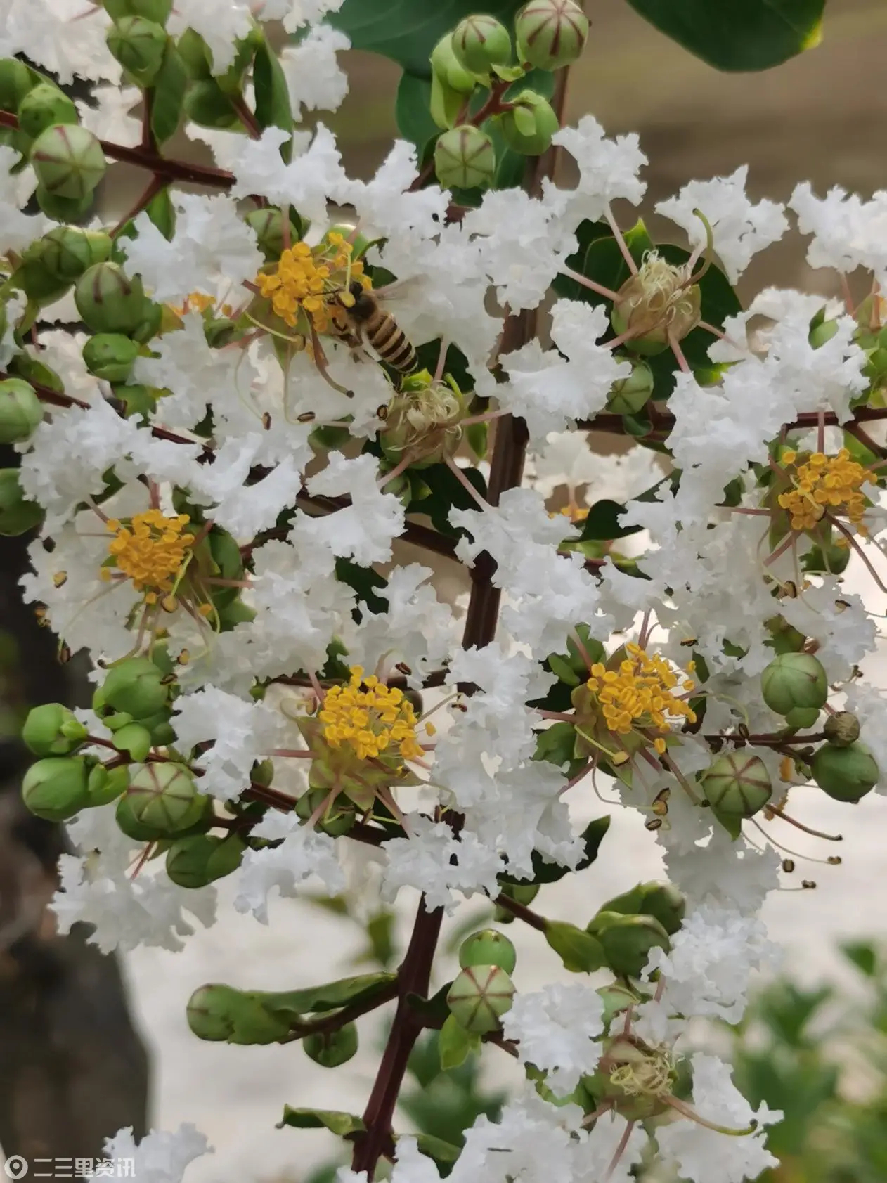谁道花无红百日 高新街头紫薇浪漫超长待机