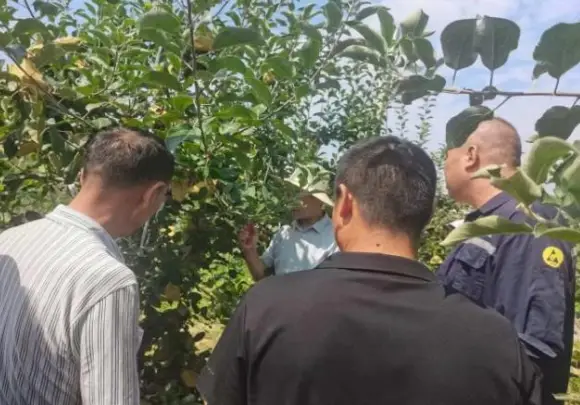 彬州市豳风街道：紧盯管护关键点 守牢果业生产线