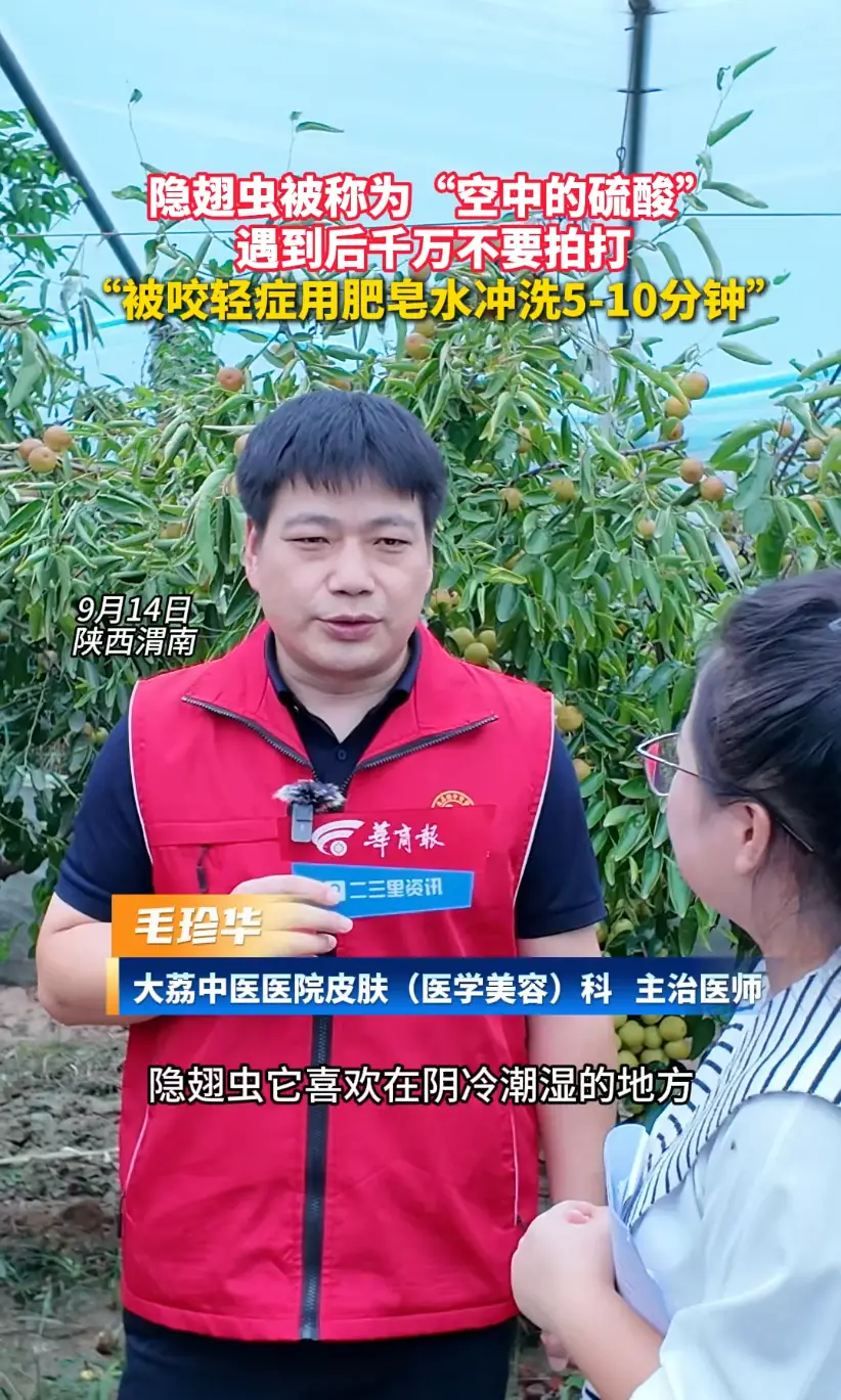 大荔中医院医生提示: 隐翅虫切勿拍打 被咬可用肥皂水冲洗