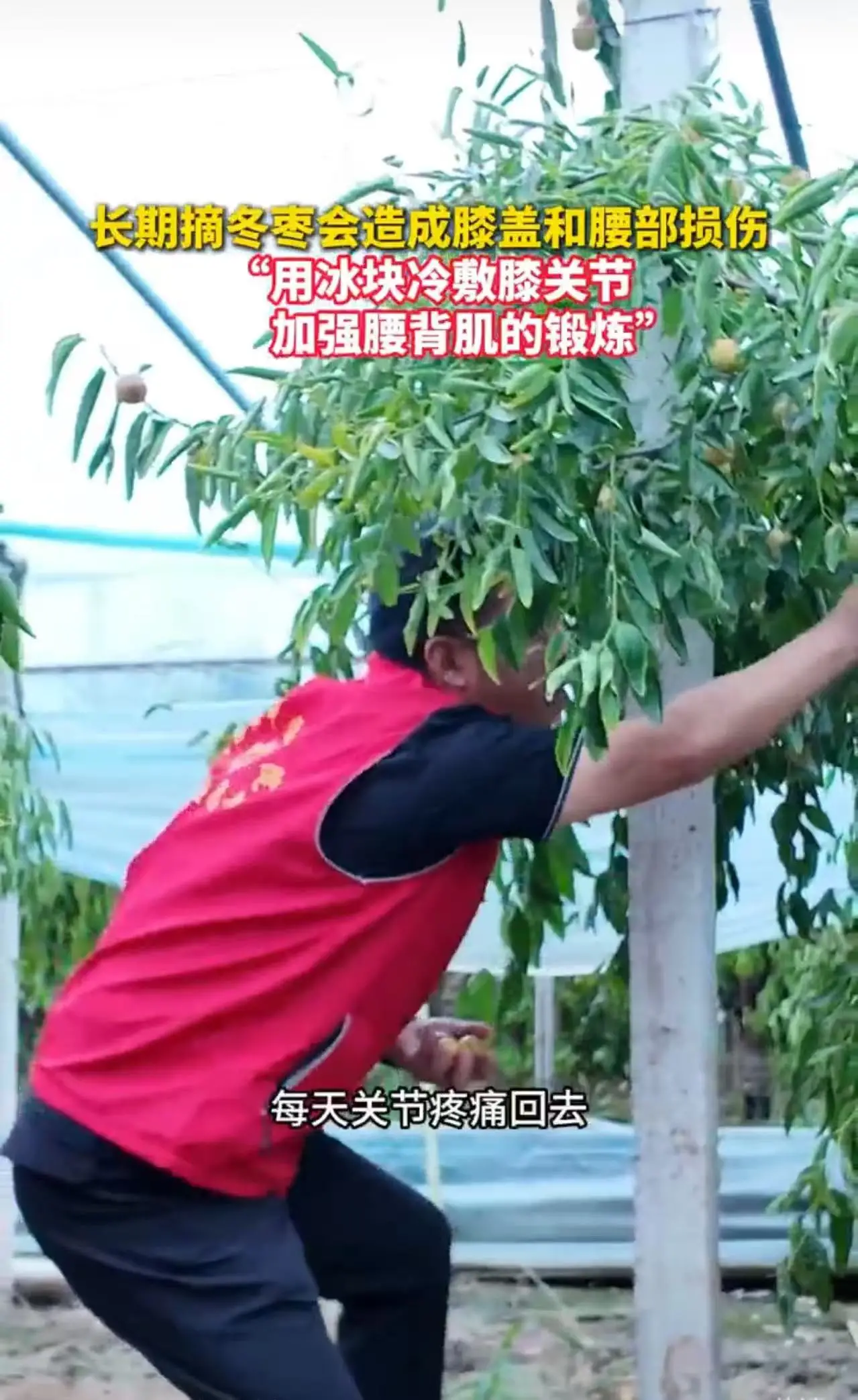 长期摘枣致关节劳损 大力中医院医生给出防护建议