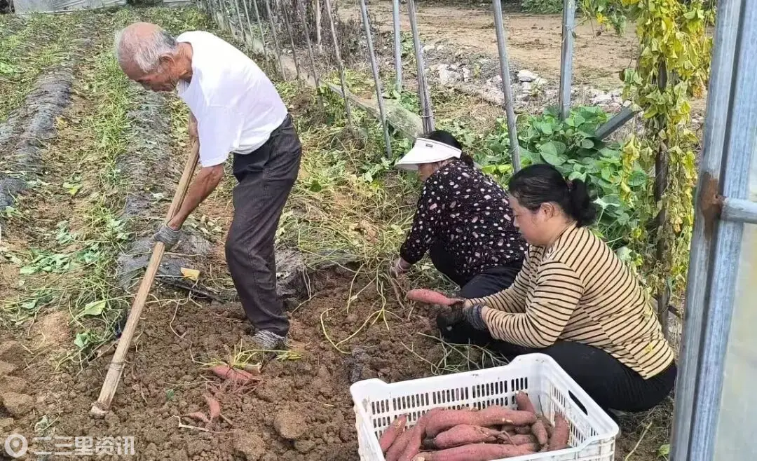 法门镇：闲置大棚变丰收宝“棚”  金秋蜜薯助力经济增收