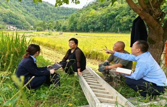 金秋沃野好“丰”景 ——略阳联社深入田间地头护航秋收