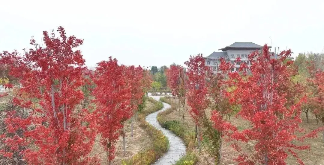 秋染太平池！农安县湿地红叶上线，邂逅北国秋日浪漫